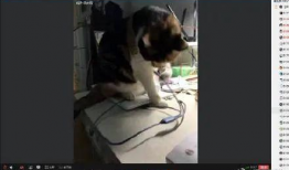 91猫先生在线直播,揭秘网络红人的魅力与影响力