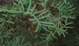 麻豆 植物,探寻神秘东方的绿色瑰宝