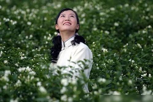 茉莉花电视剧,乱世中的青春传奇